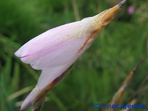 Dierama latifolium